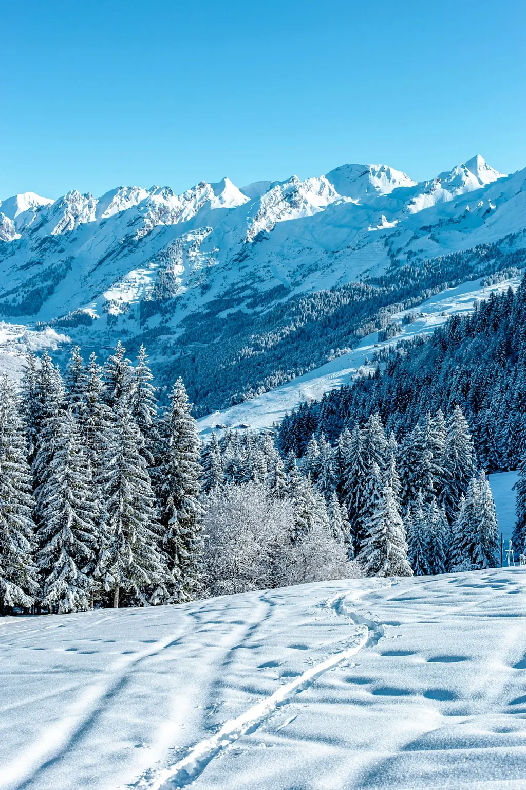 Tree-lined slopes in La Clusaz