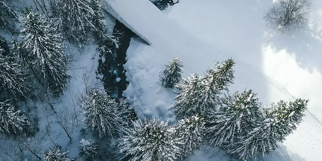 Le Grand Bornand Snowy Tree Tops