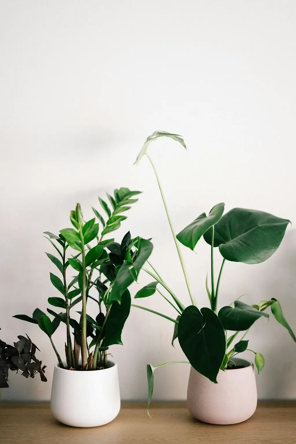 Lush green house plants